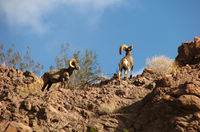 Arizona