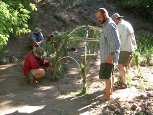 Creating a willow shelter.