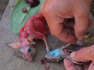 Cleaning breakfast, rat and lizard